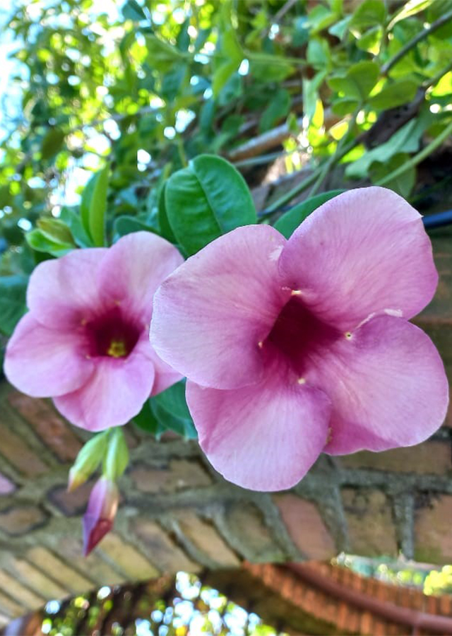 Penyebaran Alamanda Ungu