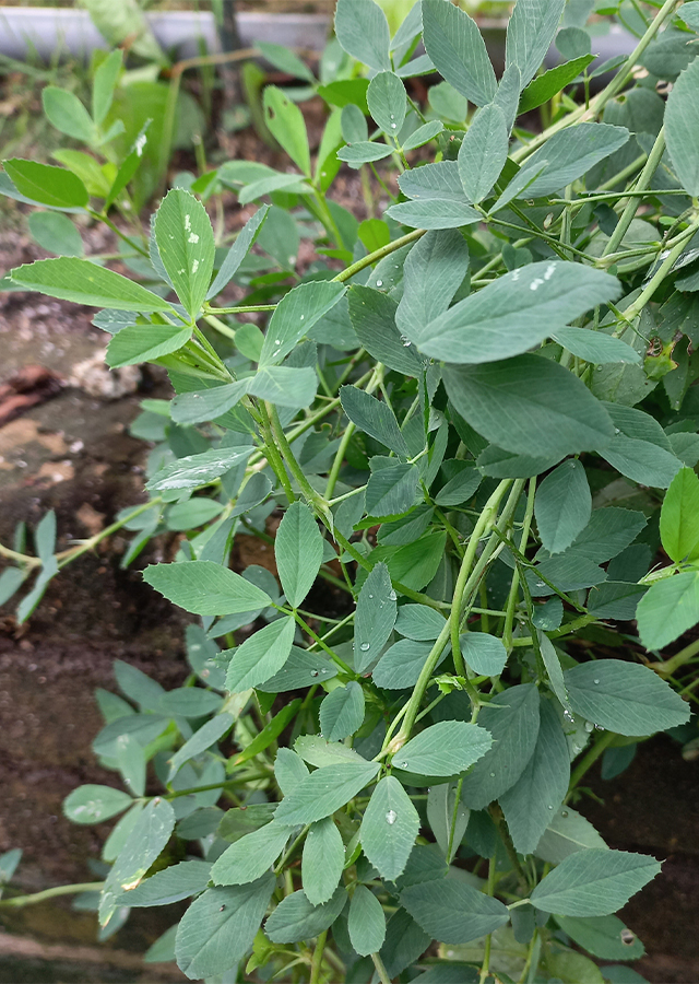 Penyebaran Alfalfa