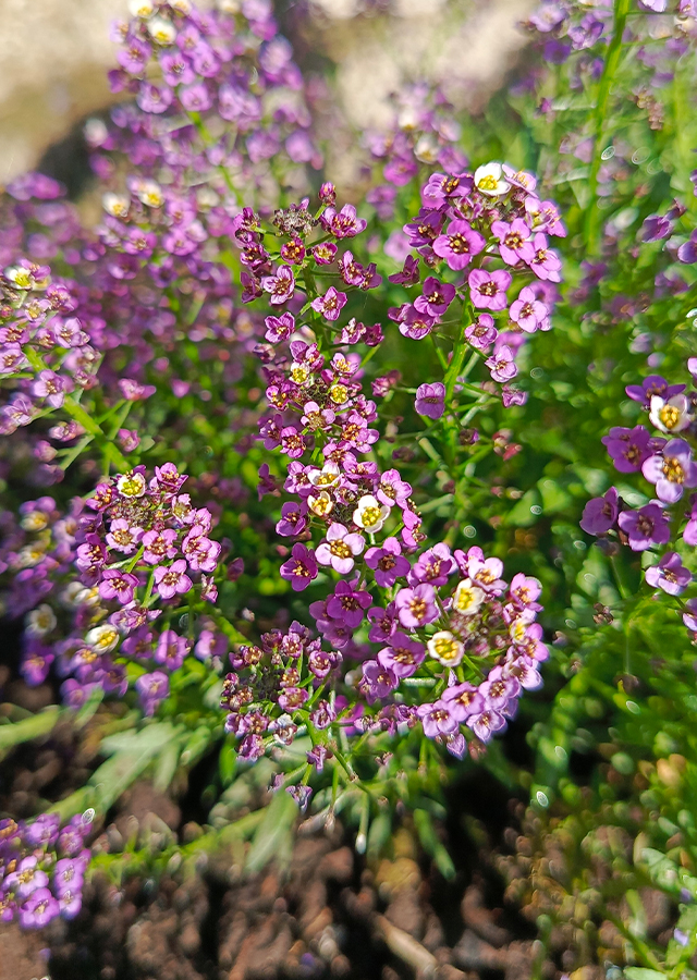 Penyebaran Alyssum