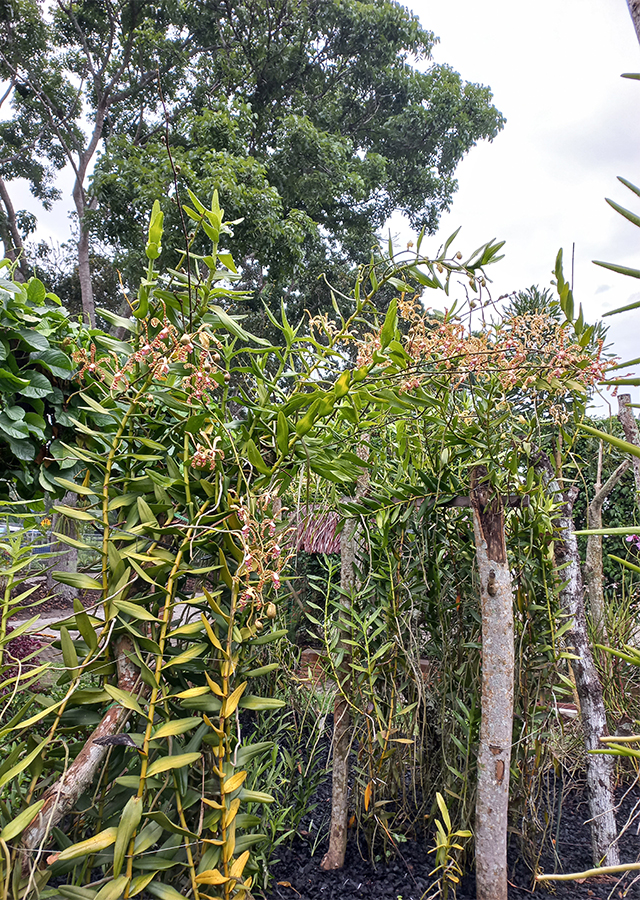 Penyebaran Anggrek Kalajengking