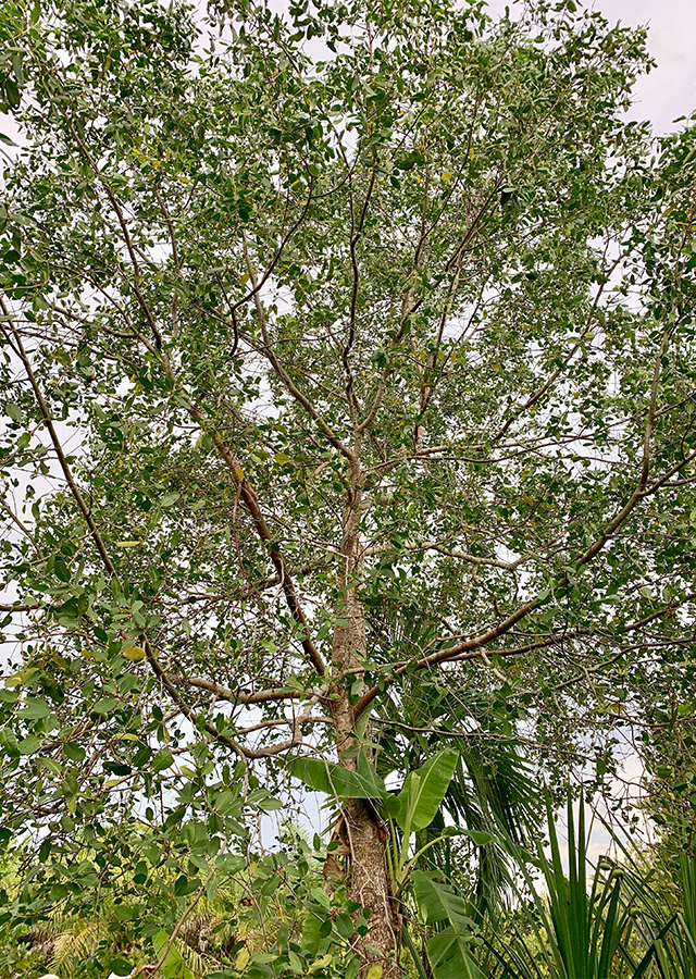 Penyebaran Apel Mangrove