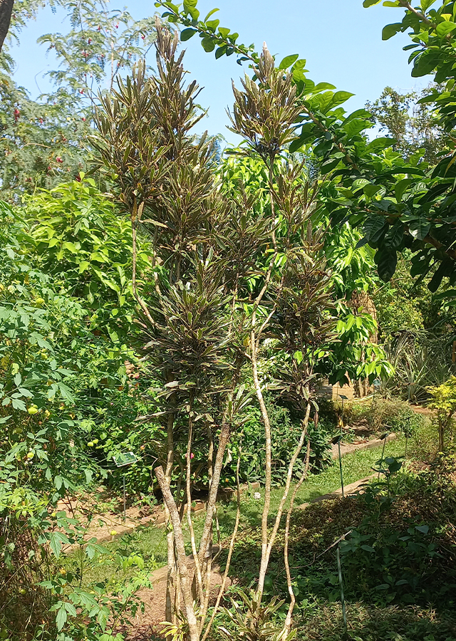 Penyebaran Aralia Laba-Laba