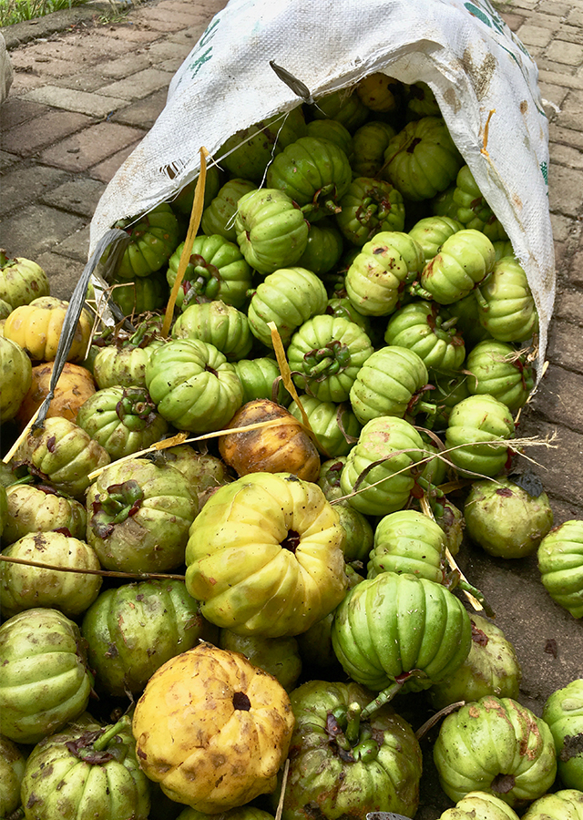 Penyebaran Asam Gelugur