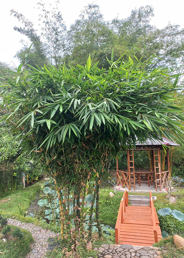 Penyebaran Bambu Budha