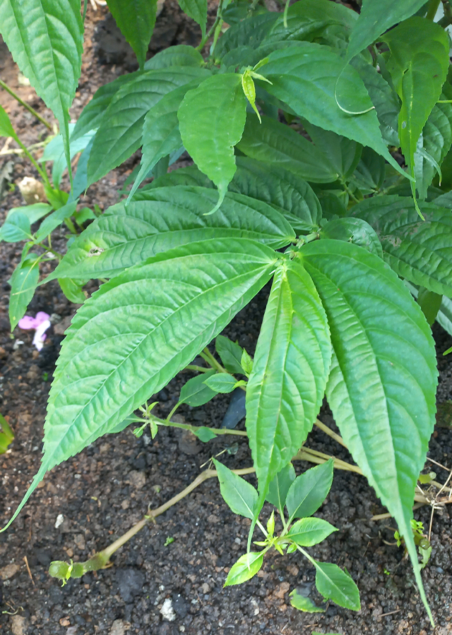 Penyebaran Bayam Hutan