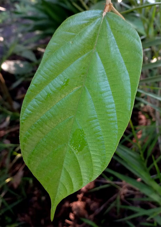 Penyebaran Bayur