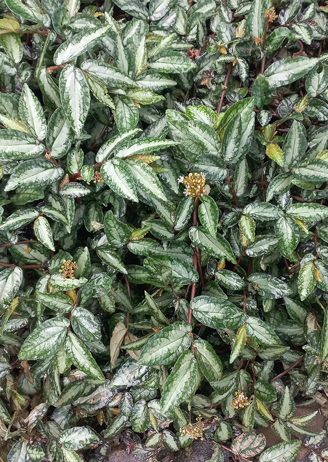 Penyebaran Begonia Watermelon