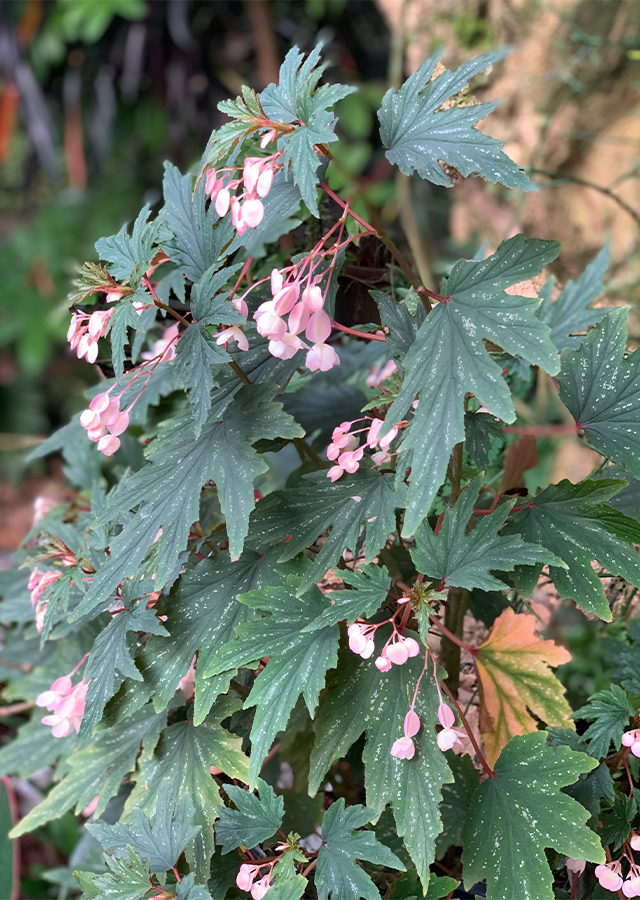 Penyebaran Begonia