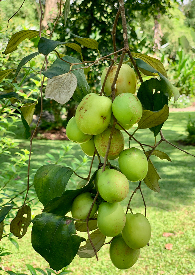 Penyebaran Bidara Putsa