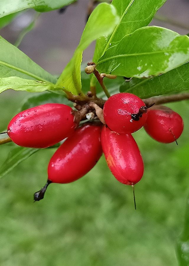 Penyebaran Buah Ajaib