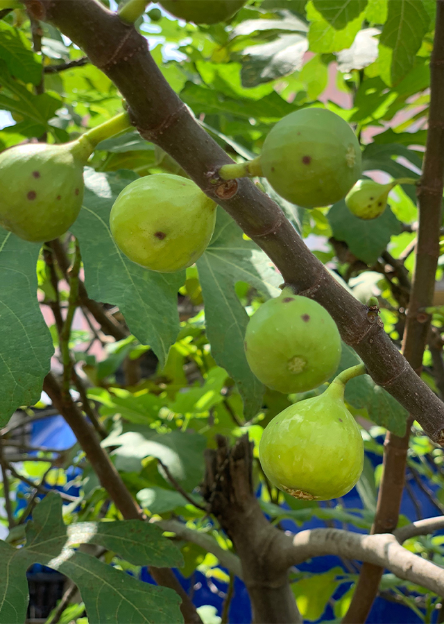 Penyebaran Buah Ara