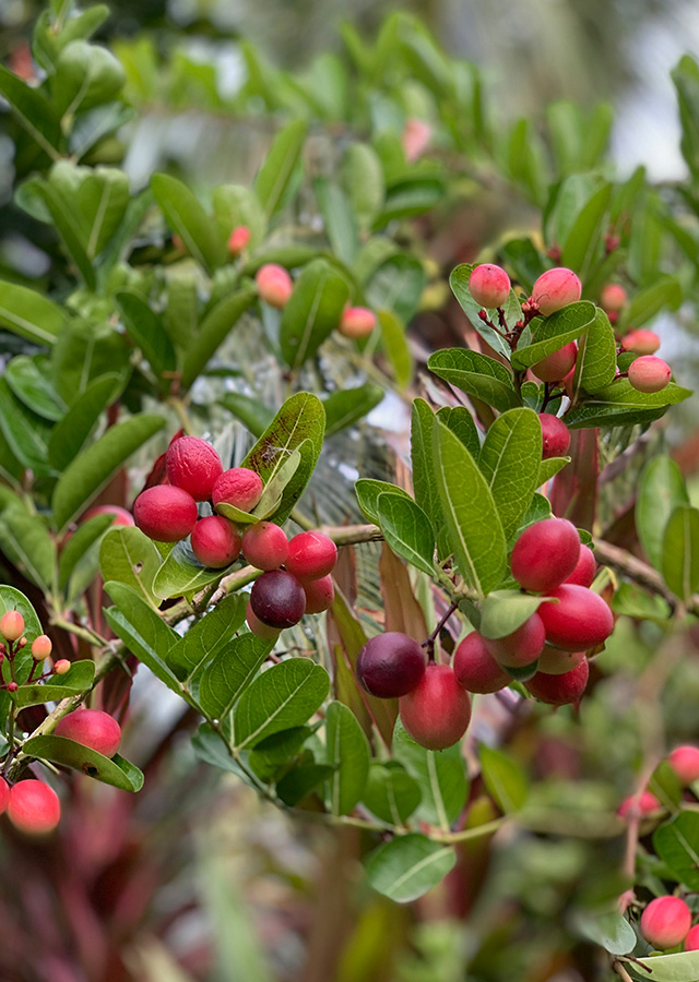 Penyebaran Buah Renda