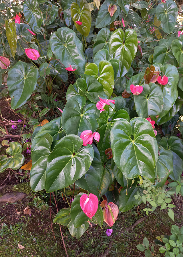 Penyebaran Bunga Anthurium