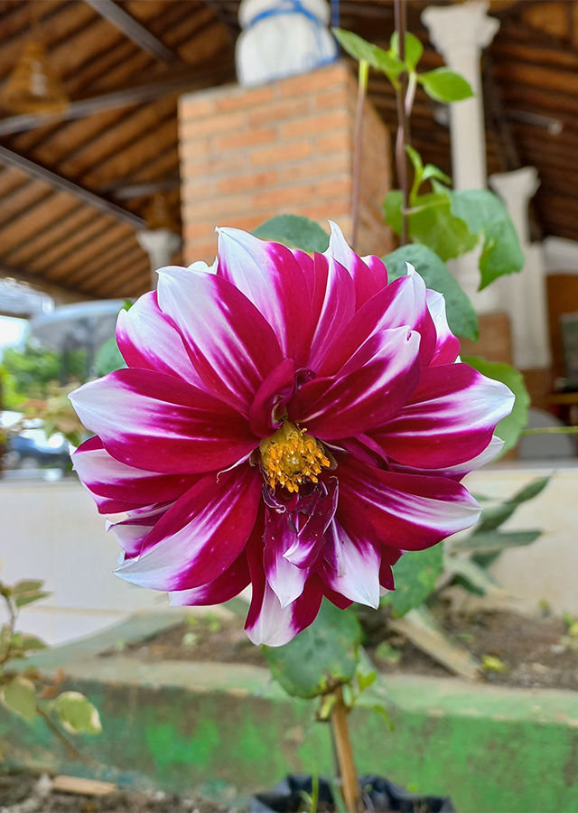 Penyebaran Bunga Dahlia