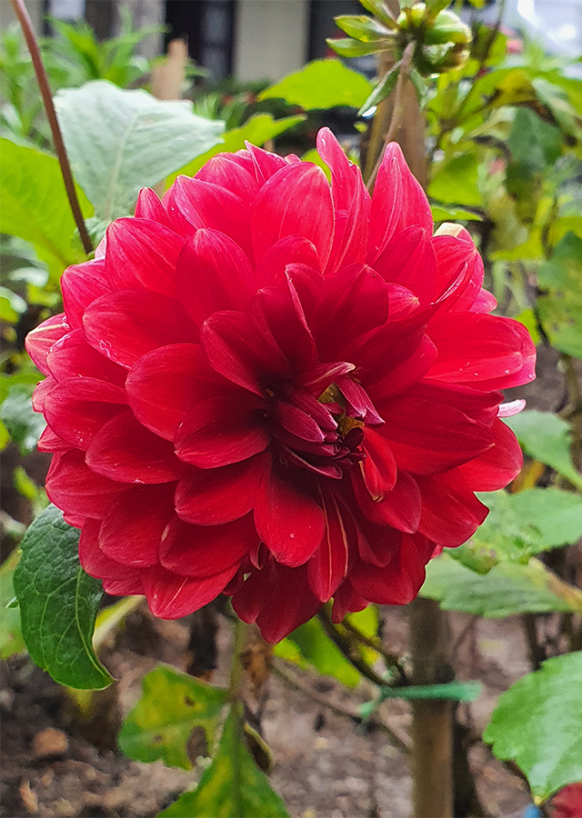 Penyebaran Bunga Dahlia