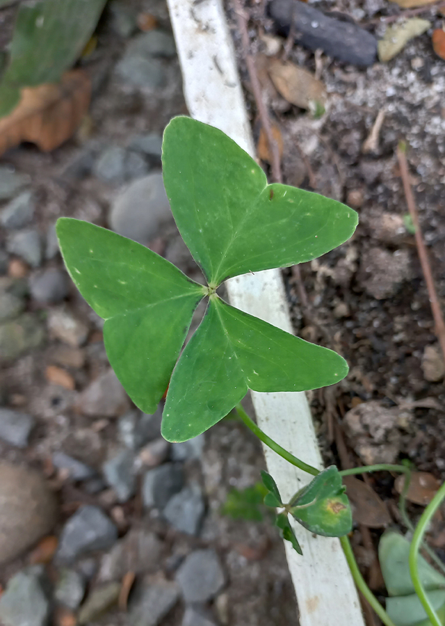 Penyebaran Calincing Daun Kupu Kupu