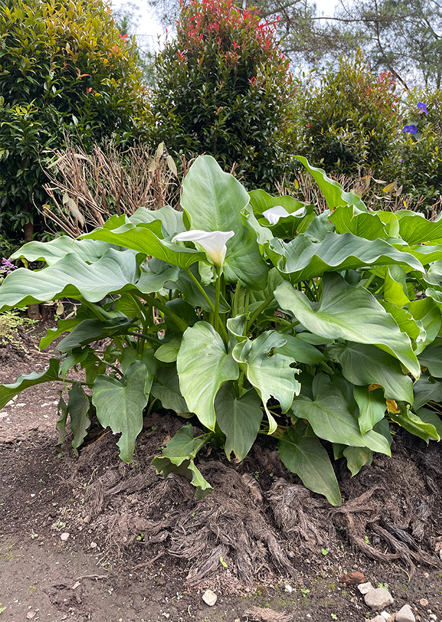 Penyebaran Calla Lily