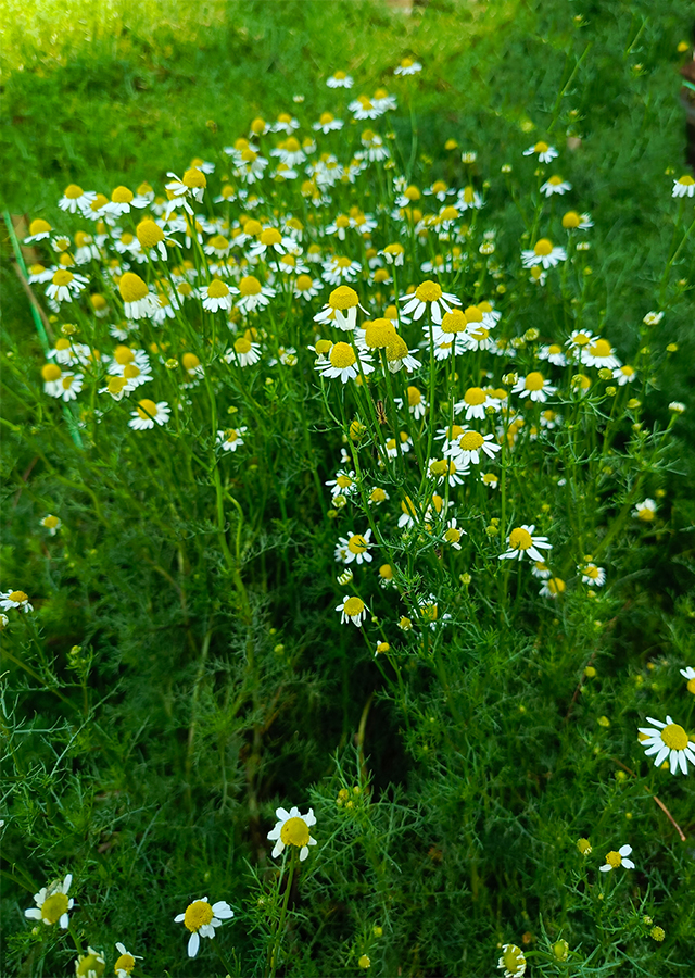 Penyebaran Chamomile