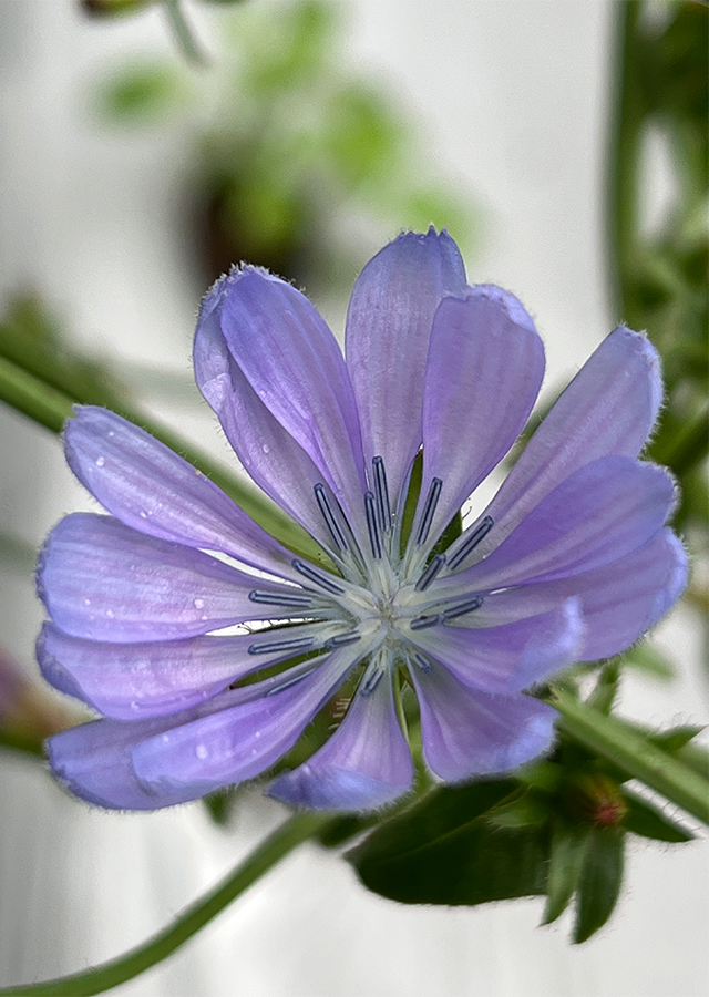 Penyebaran Chicory