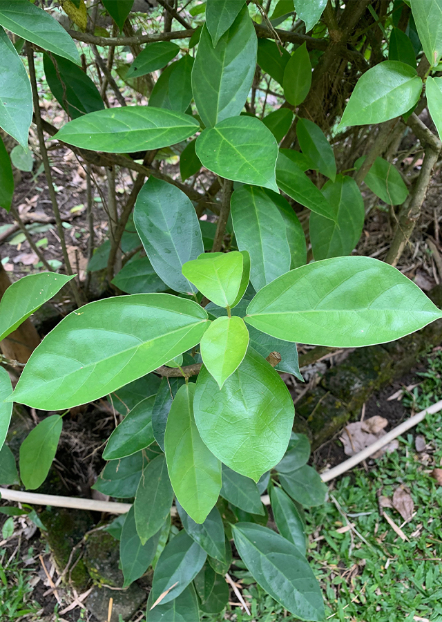 Penyebaran Cincau Batang