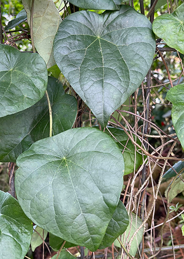 Penyebaran Cincau Hijau Rambat