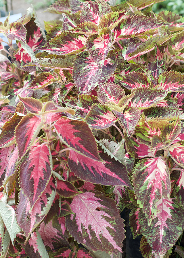 Penyebaran Coleus (Miana)