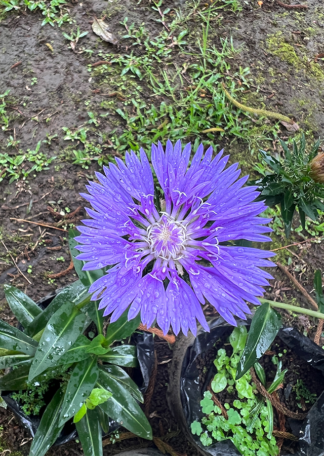 Penyebaran Cornflower