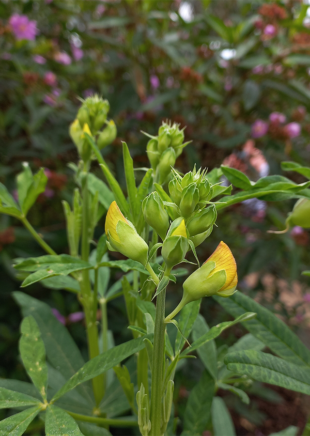 Penyebaran Crotalaria quinquefolia