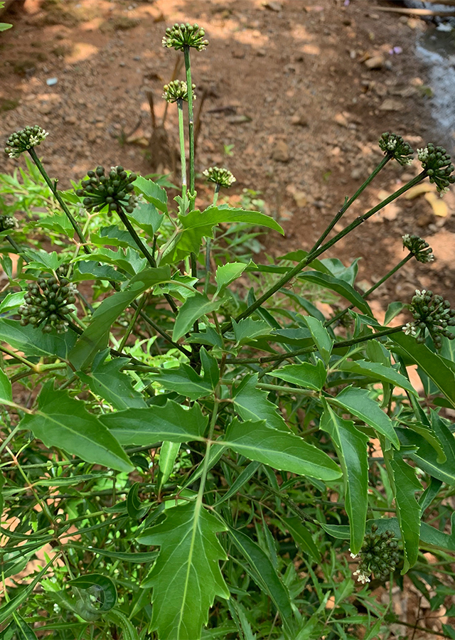 Penyebaran Daun Berlangkas