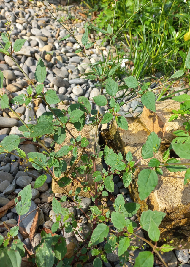 Penyebaran Daun Cakaran Putih