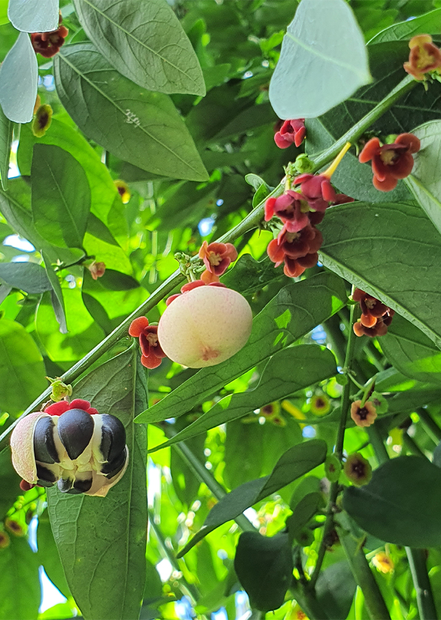 Penyebaran Daun Katuk