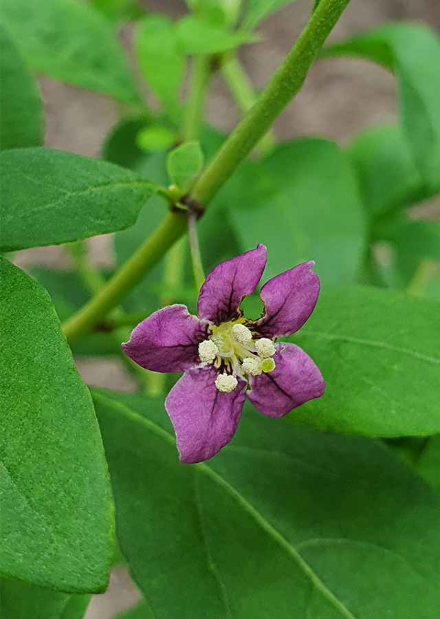 Penyebaran Daun Kauki