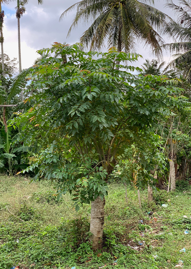 Penyebaran Daun Kerundong