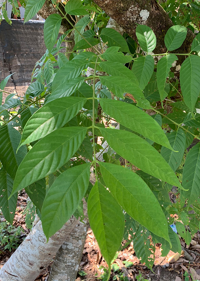 Penyebaran Daun Kerundong