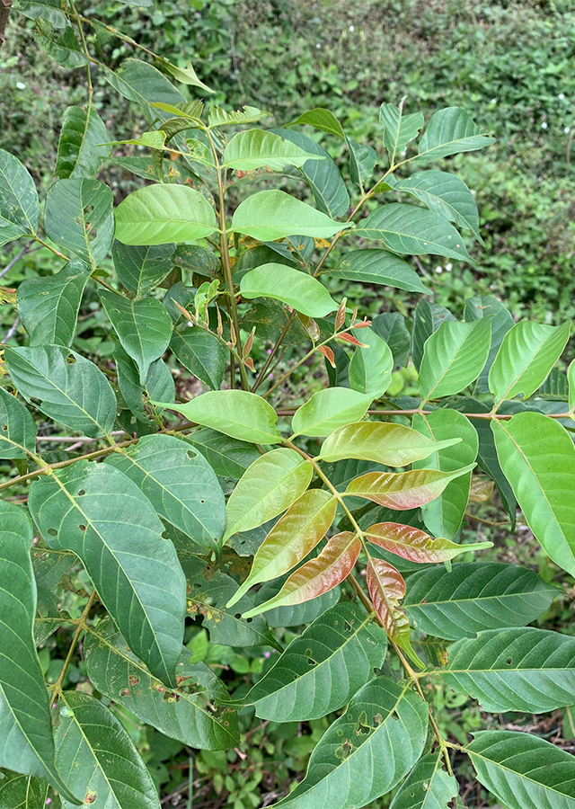 Penyebaran Daun Kerundong