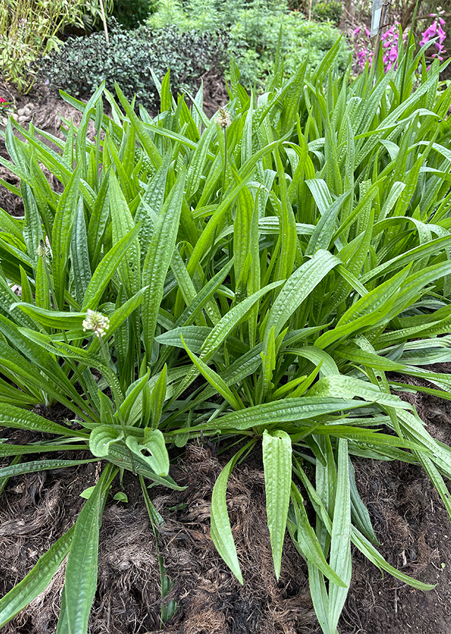 Penyebaran Daun Sendok Panjang