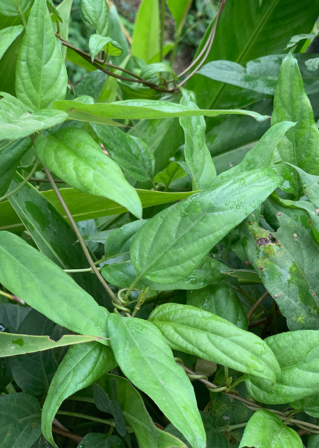 Penyebaran Daun Simbuan