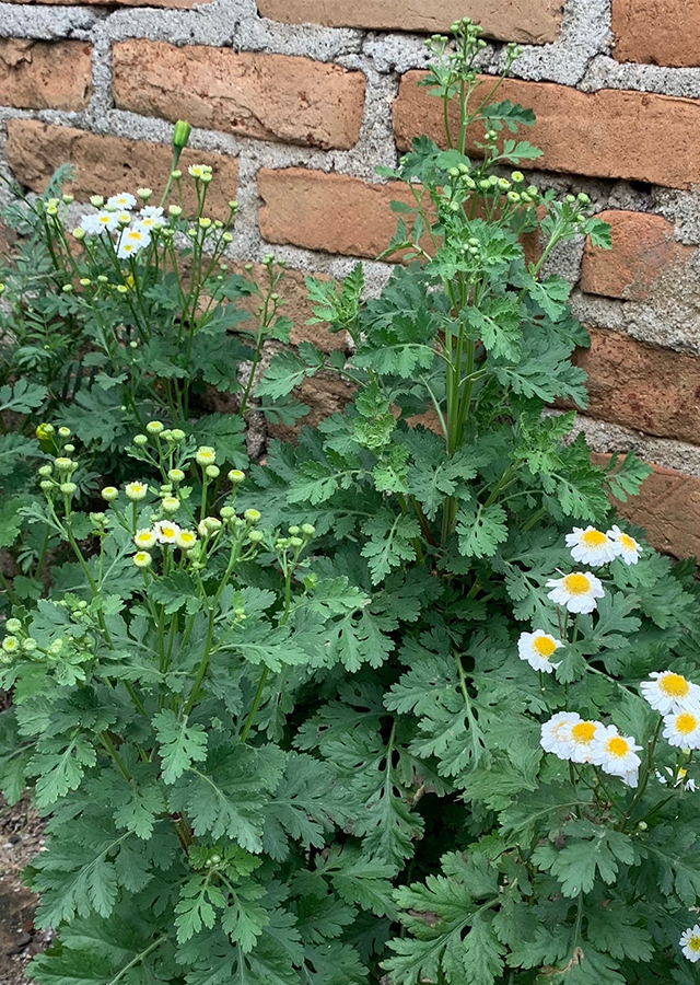 Penyebaran Feverfew