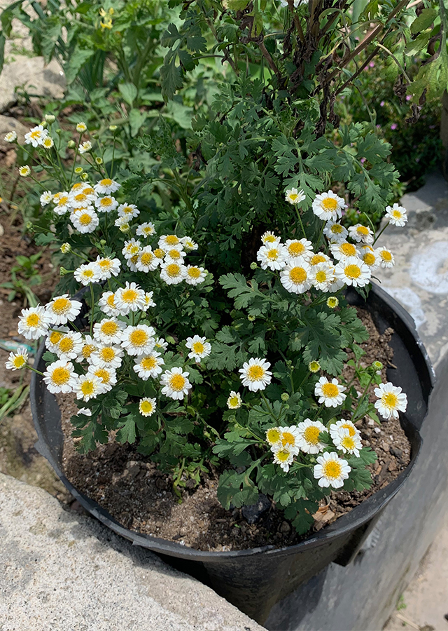 Penyebaran Feverfew