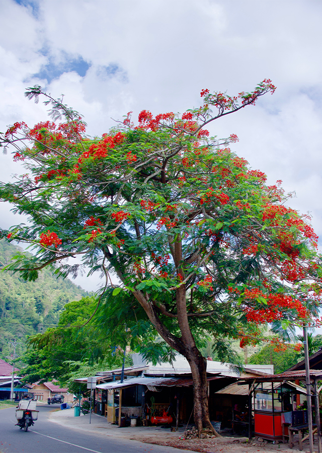 Penyebaran Flamboyan