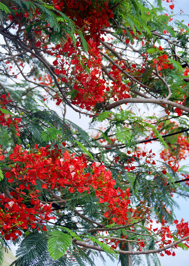 Penyebaran Flamboyan