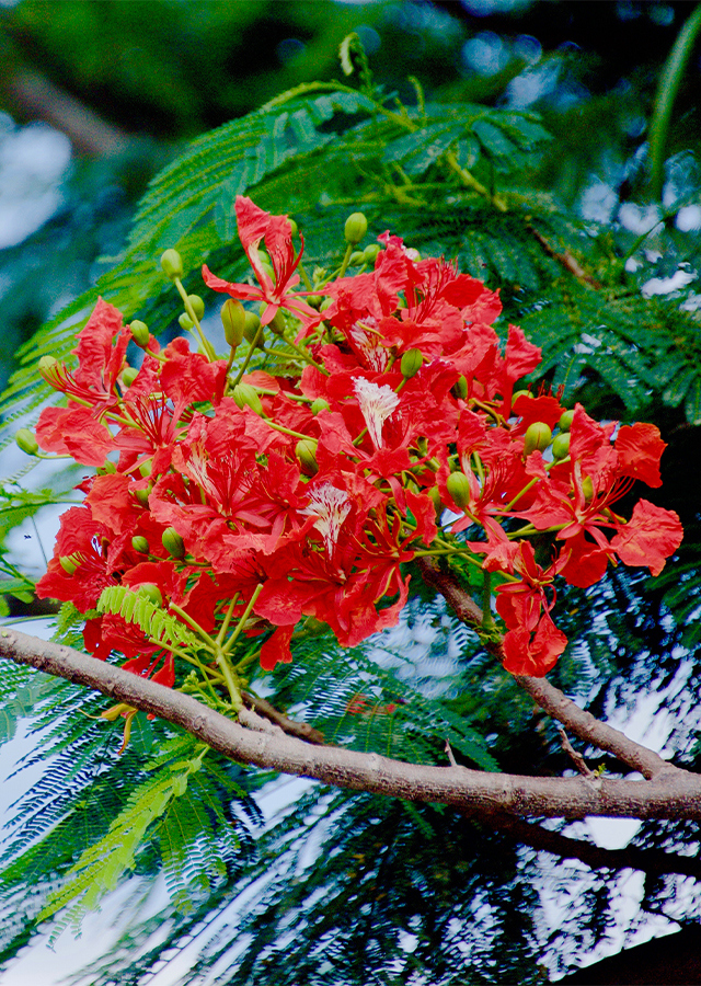 Penyebaran Flamboyan