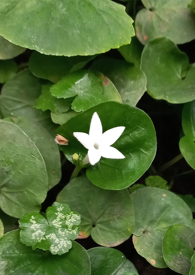 Penyebaran Geophila repens