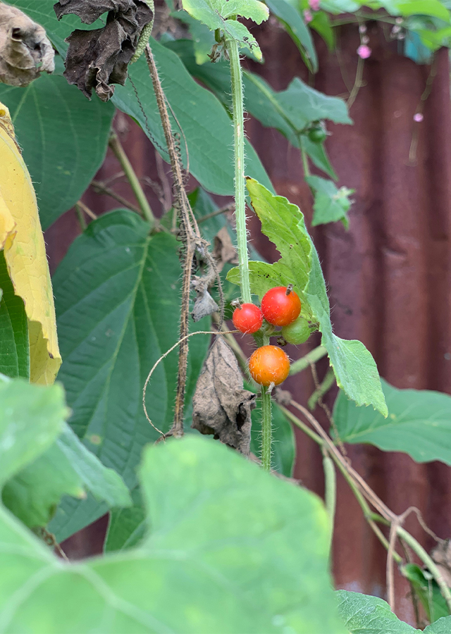 Penyebaran Indian Pumpkins