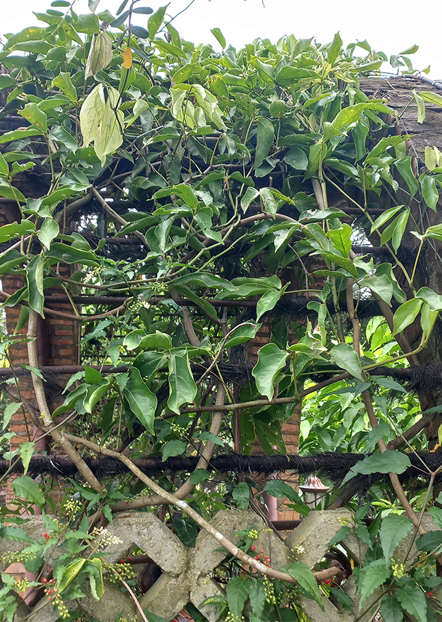 Penyebaran Jade Vine