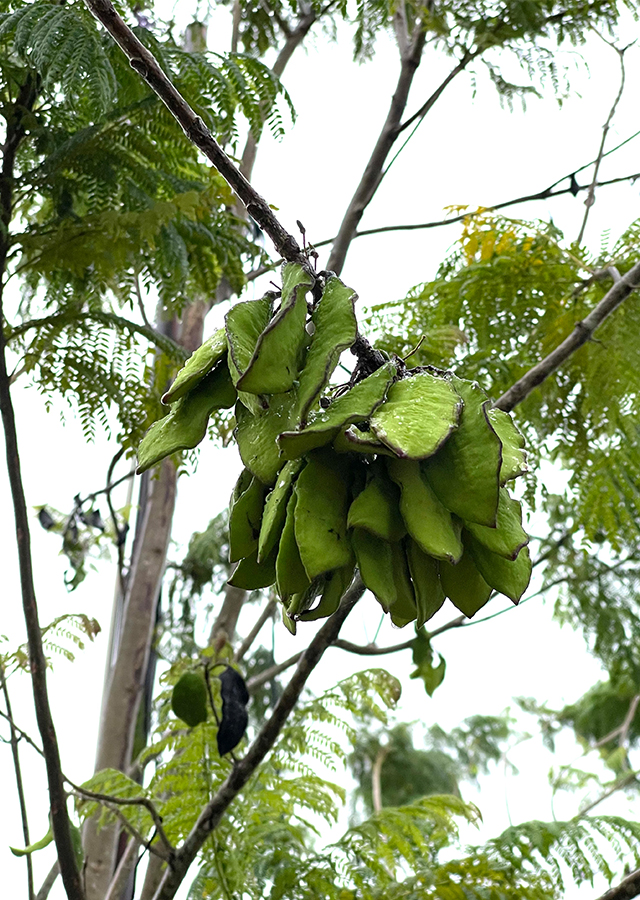 Penyebaran Jakaranda