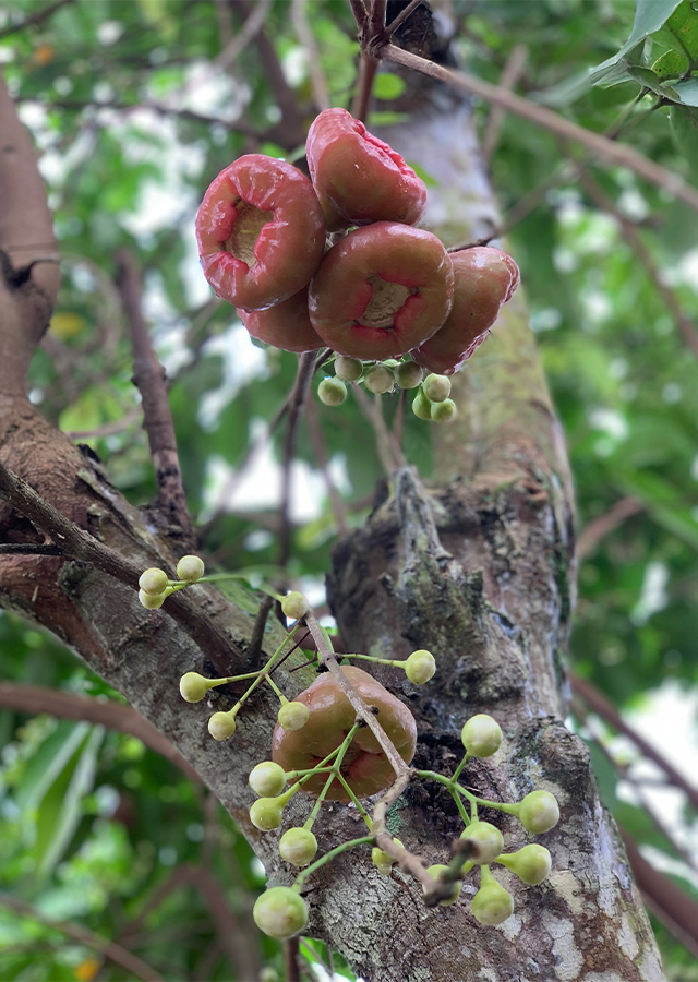 Penyebaran Jambu Air