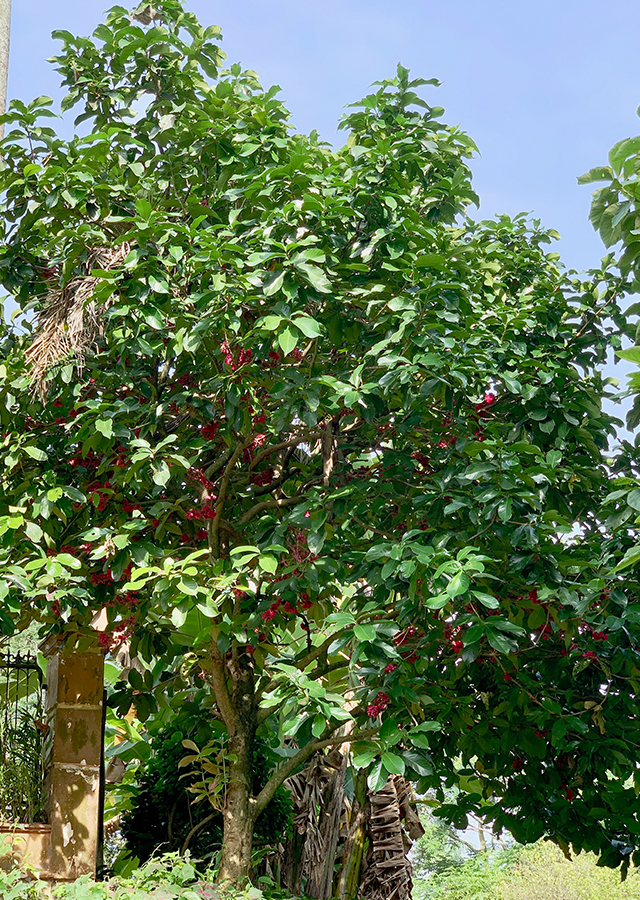 Penyebaran Jambu Bol