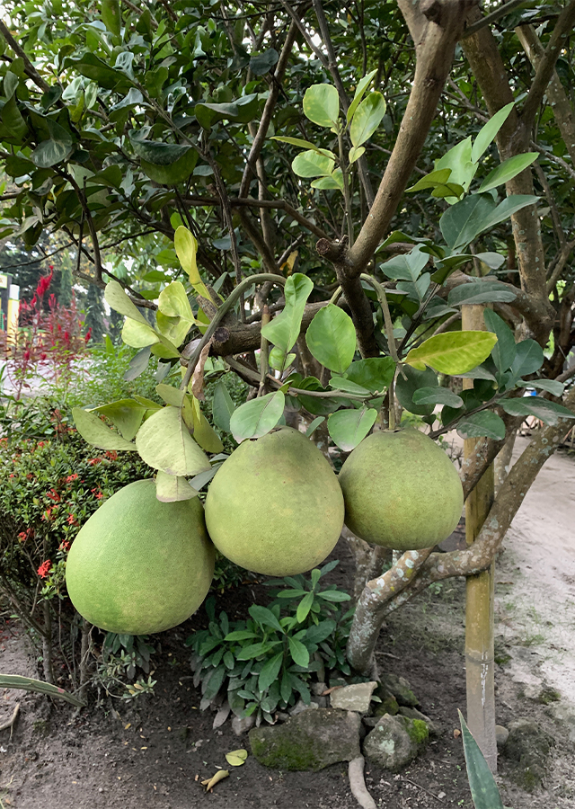 Penyebaran Jeruk Bali