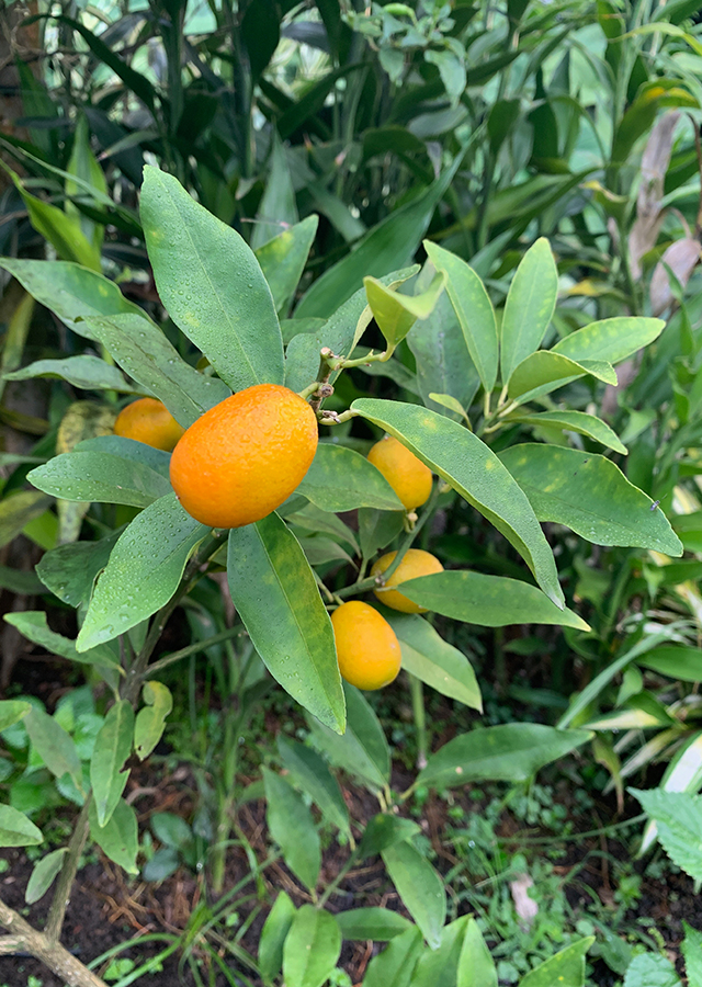 Penyebaran Jeruk Kumquat